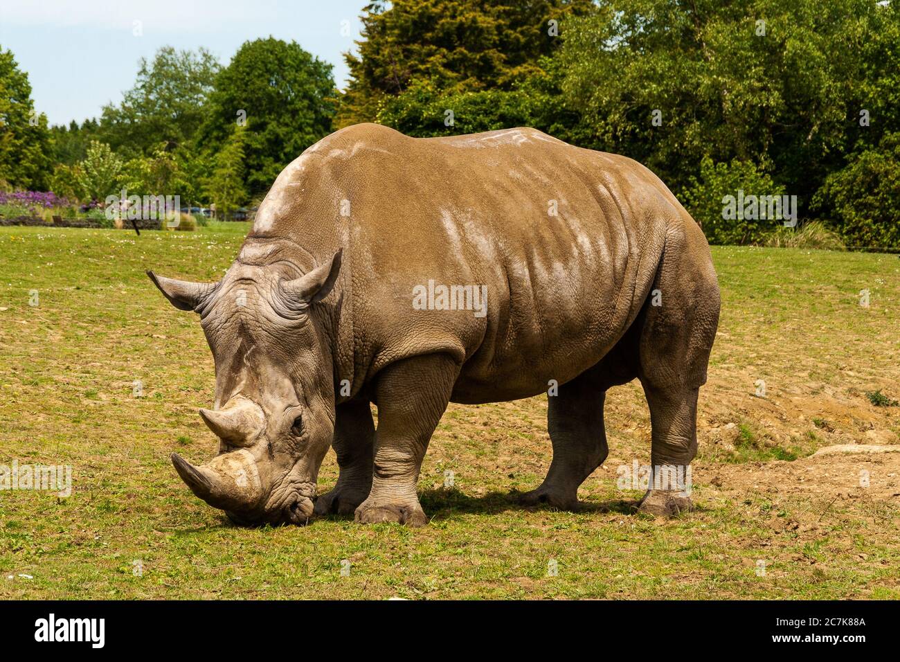 Ein weißes Nashorn grast auf Gras in einem Wildpark Stockfoto