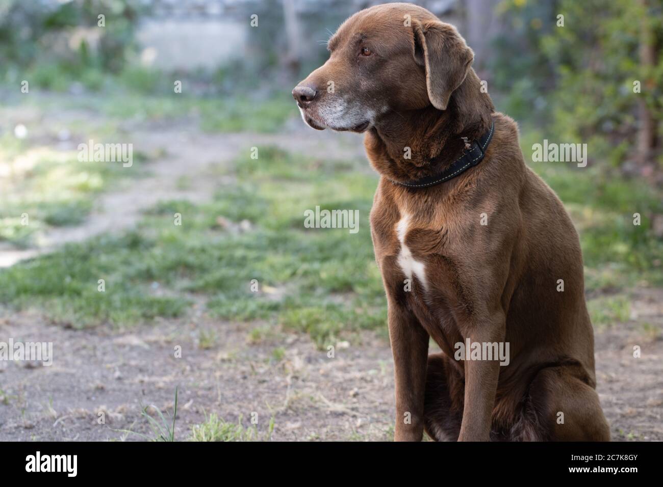 Schokolade Labrador Hund auf Gras legen im Freien Stockfoto