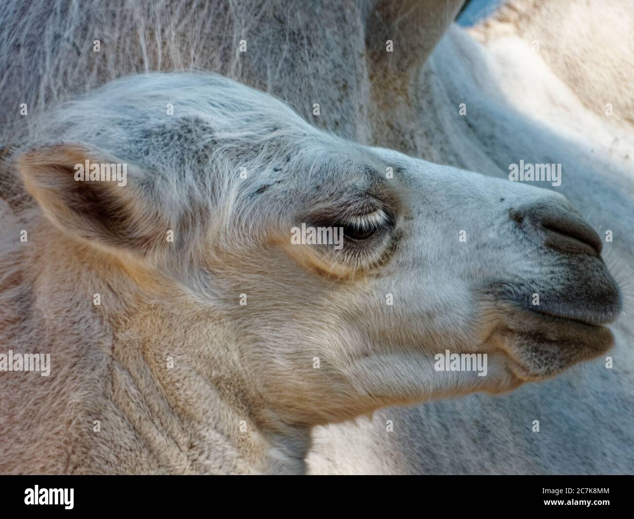 Baktrischen Kamel (Camelus bactrianus) ist eine große, Selbst-toed ungulate native auf den Steppen Zentralasiens. Der beiden Arten von Camel, es ist bei Weitem. Stockfoto