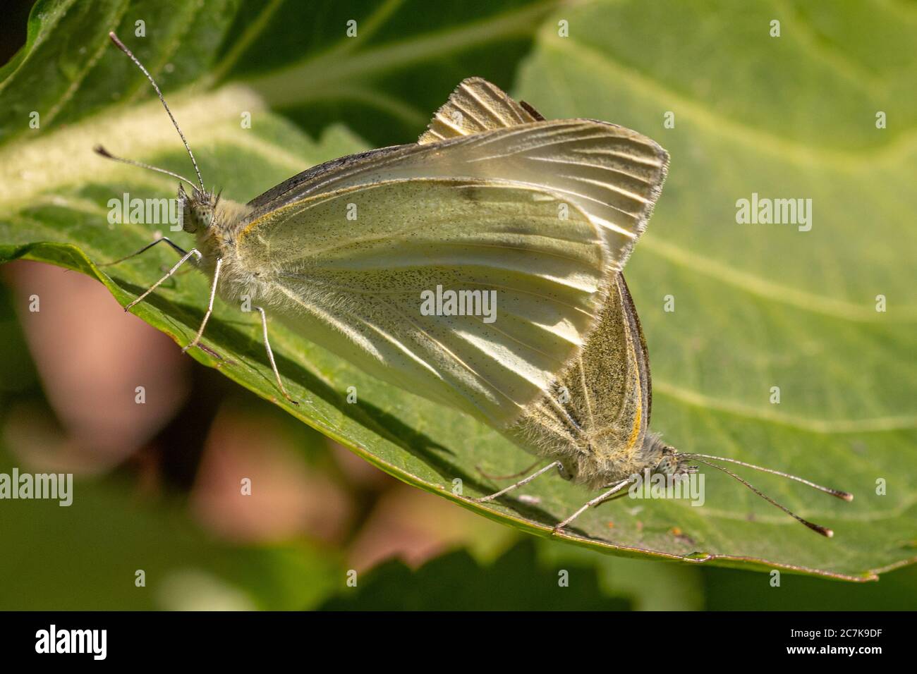 Grünadern Weiße Schmetterlinge (Pieris napi), die sich auf einem Hortensienbusch paaren Stockfoto