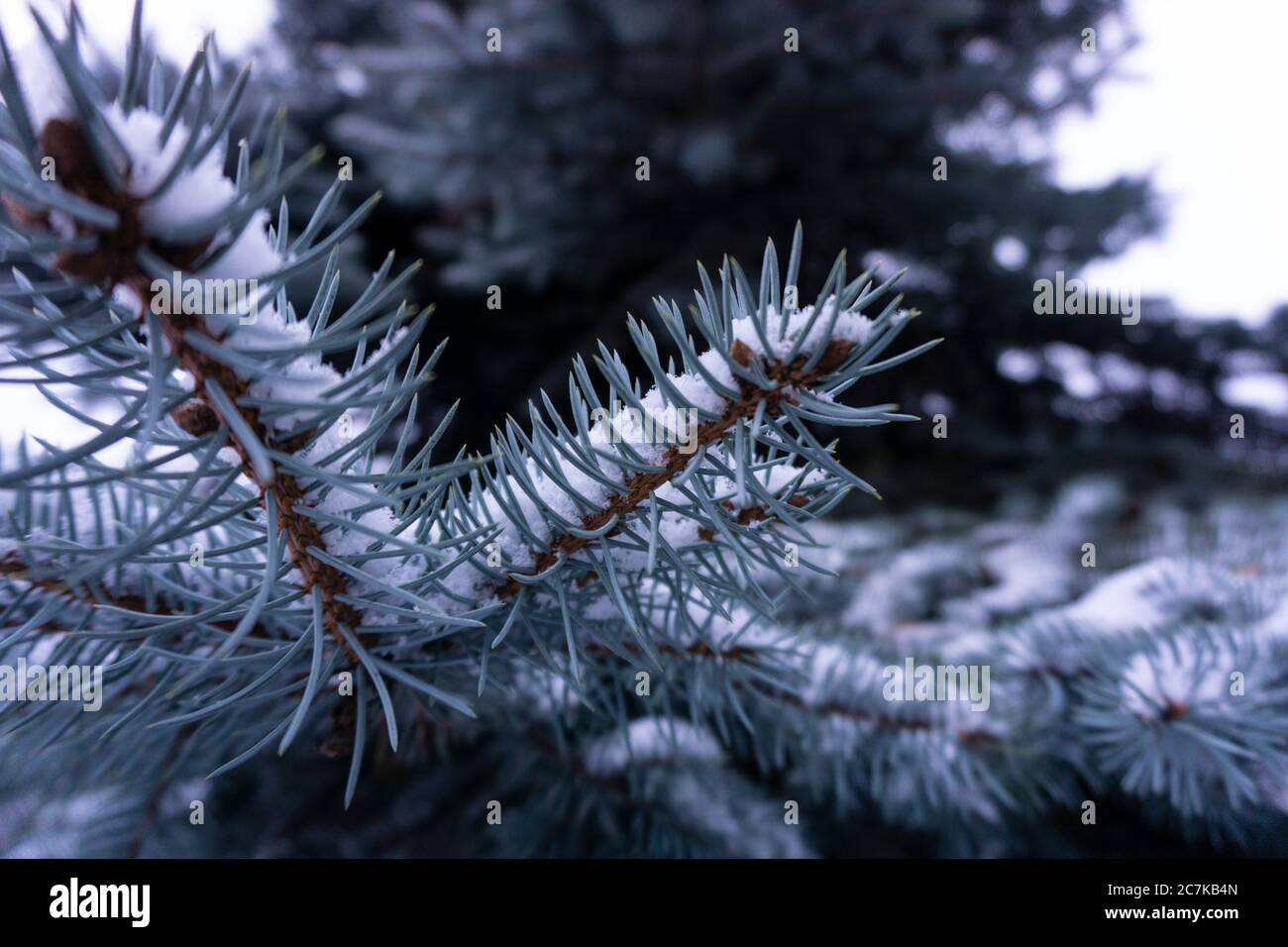Nahaufnahme von schneebedeckten Fichtenzweigen, Nadelbäumen Stockfoto