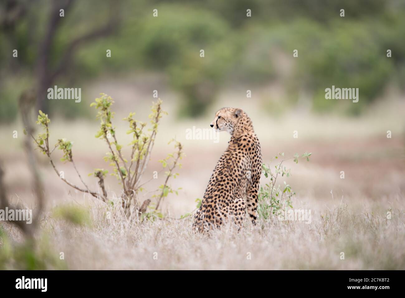 Schöner Gepard, der auf dem Busch sitzt und auf eine Beute wartet Stockfoto