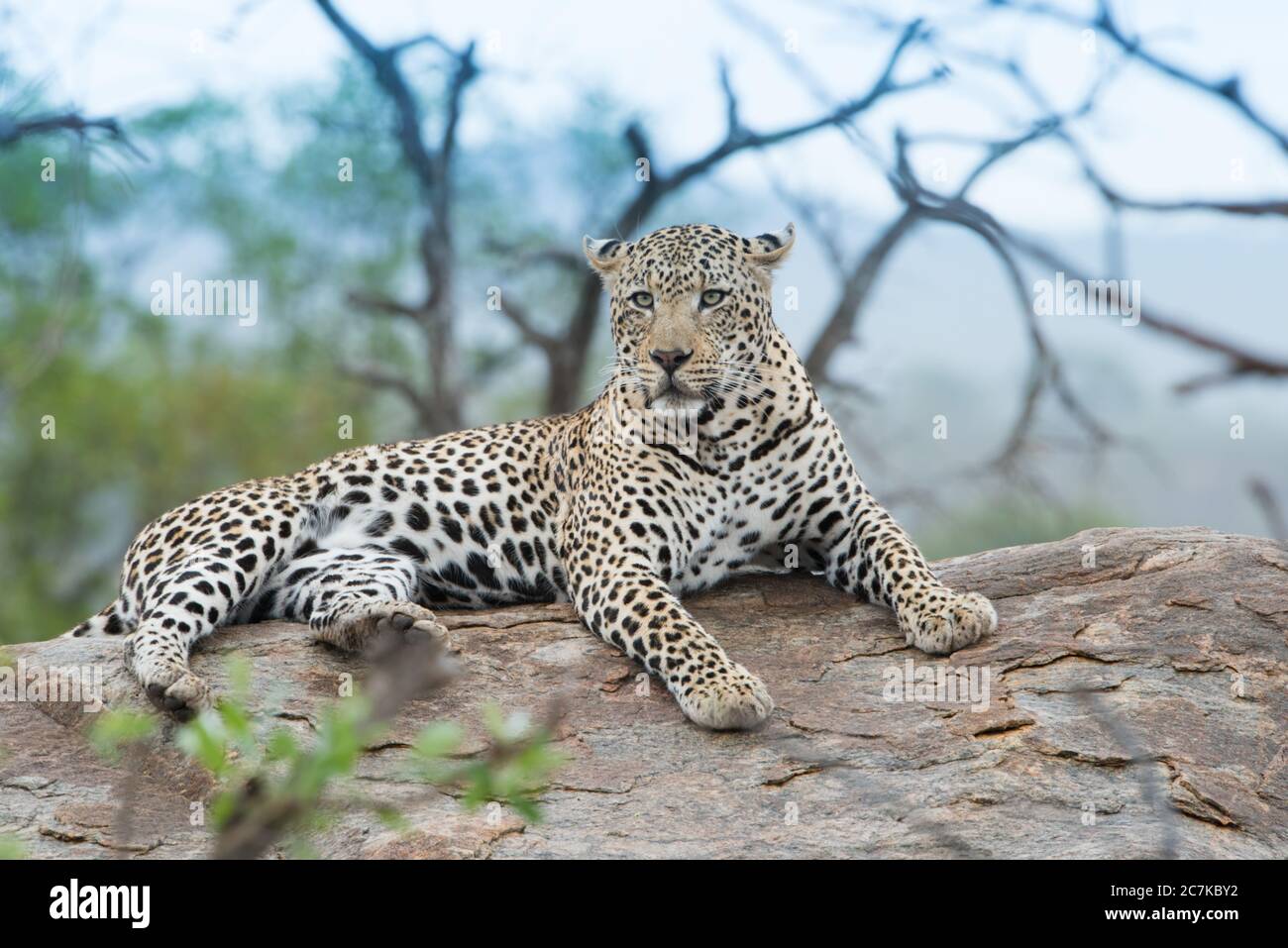 Nahaufnahme eines wild aussehenden afrikanischen Leoparden, der sich auf dem ausruht Rock mit unscharfem Hintergrund Stockfoto