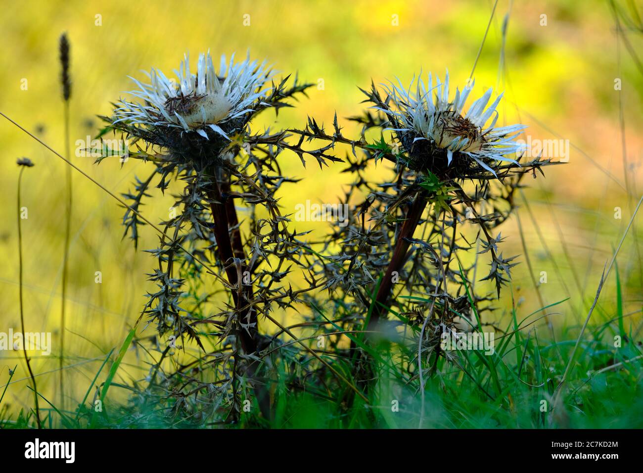 Silberne Distel, Carlina acaulis Stockfoto