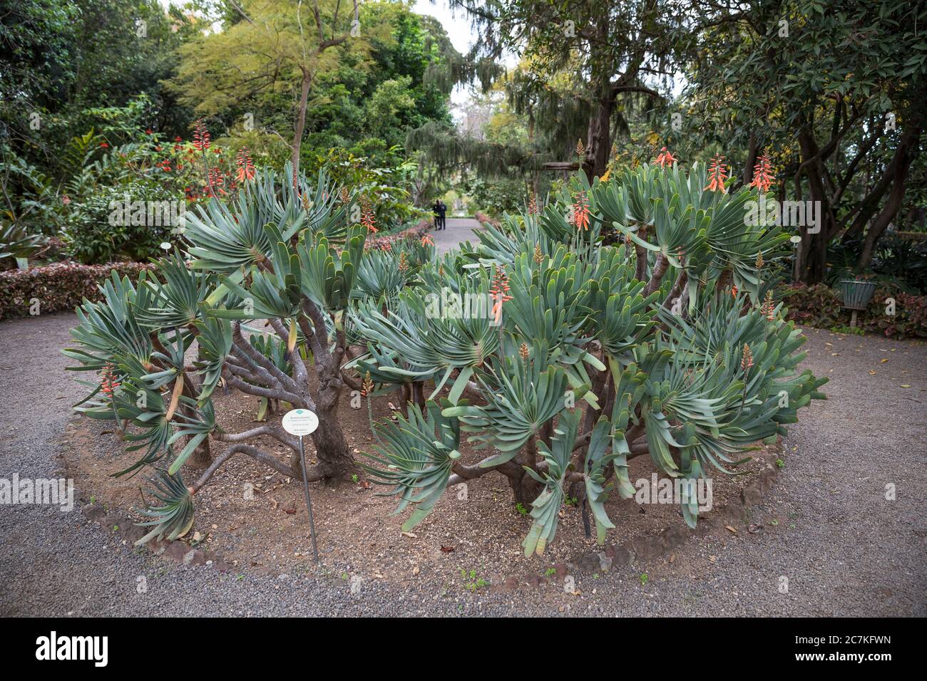 Botanischer garten puerto de la cruz Fotos und Bildmaterial in hoher