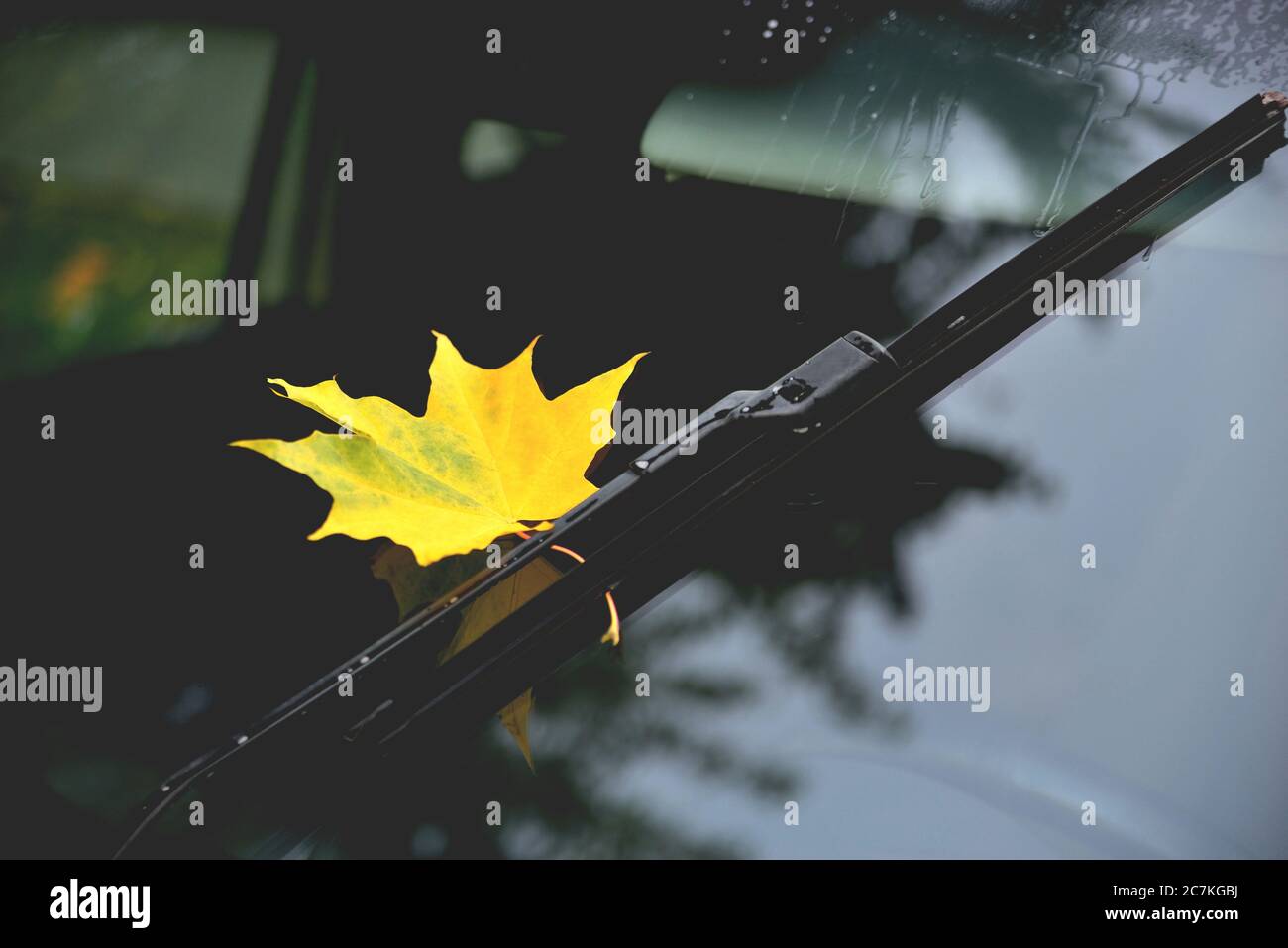 Herbst, regen gelb Ahornblatt auf Autoglas, Spiegelung im Glas Herbstbäume schön blendfarben getönt, nach Regen Nahaufnahme Stockfoto