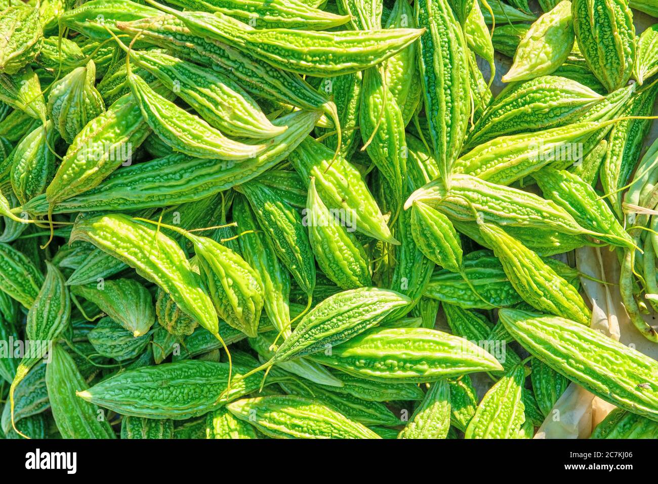Momordica charantia wird oft Bittermelone, Bitterkürbis oder Bitterkürbis genannt Stockfoto