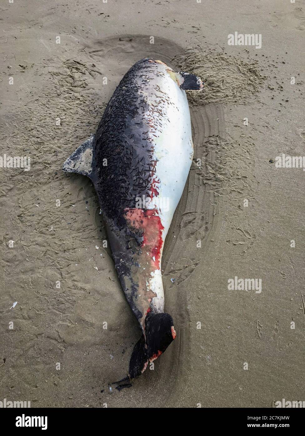 Fisch, Thunfisch, Nordsee, Tod, Meer, Klimawandel Stockfoto