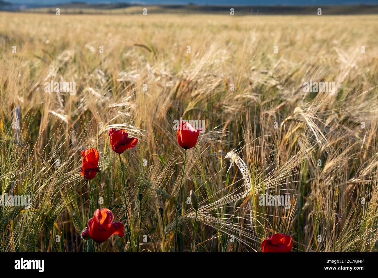 Rote Tulpen, die in einem Weizenfeld wachsen Stockfoto