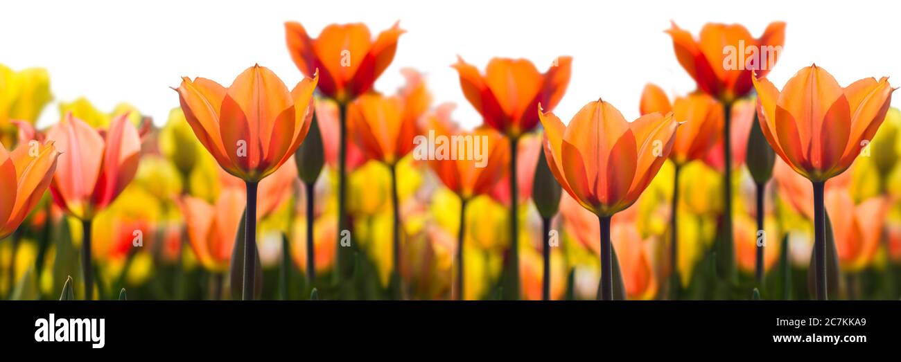 Widescreen-Komposition aus gelben und orangen Tulpen in einem Feld in den Niederlanden. Isoliert auf Weiß Stockfoto
