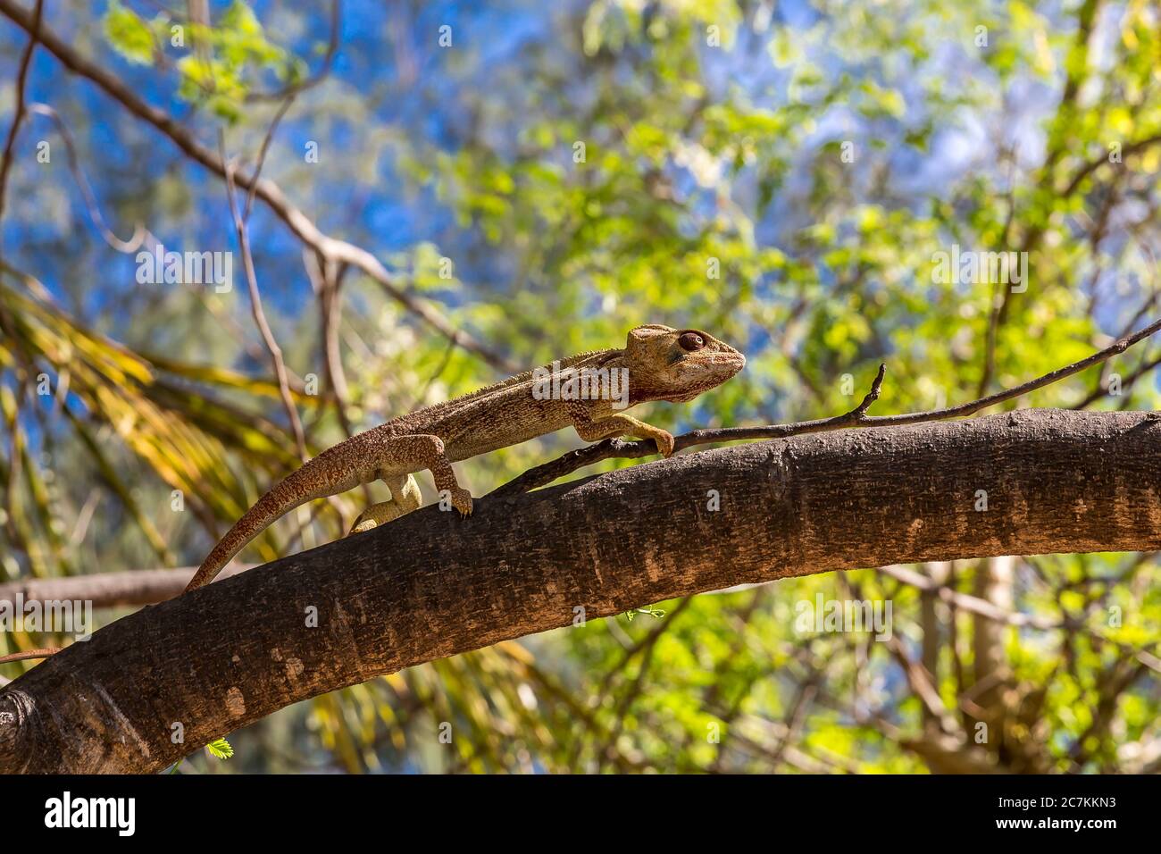 Panther Chameleon (Furcifer pardalis) auf Baum, Sakalava Strand, Oronjia Nationalpark, Antsiranana, Diego Suarez, Ramena Gemeinde, Madagaskar, Afrika, Indischer Ozean Stockfoto
