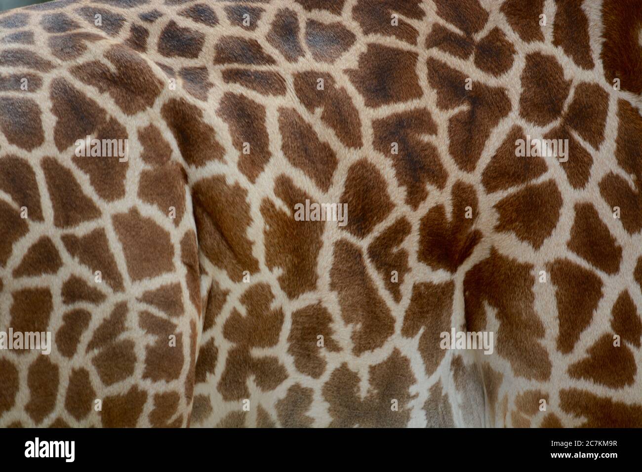 Foto von Giraffe-Punktmuster. Aufgenommen in Süd-Luangwa, Sambia Stockfoto
