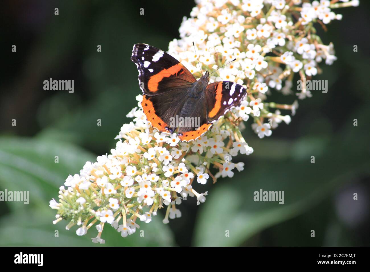 Monarch Schmetterling auf weißer Blume Stockfoto