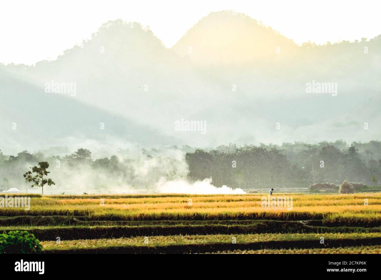 Reisfelder werden während der Reisernte in Badegan Village, Ponorogo, Ost-Java, Indonesien gelb Stockfoto