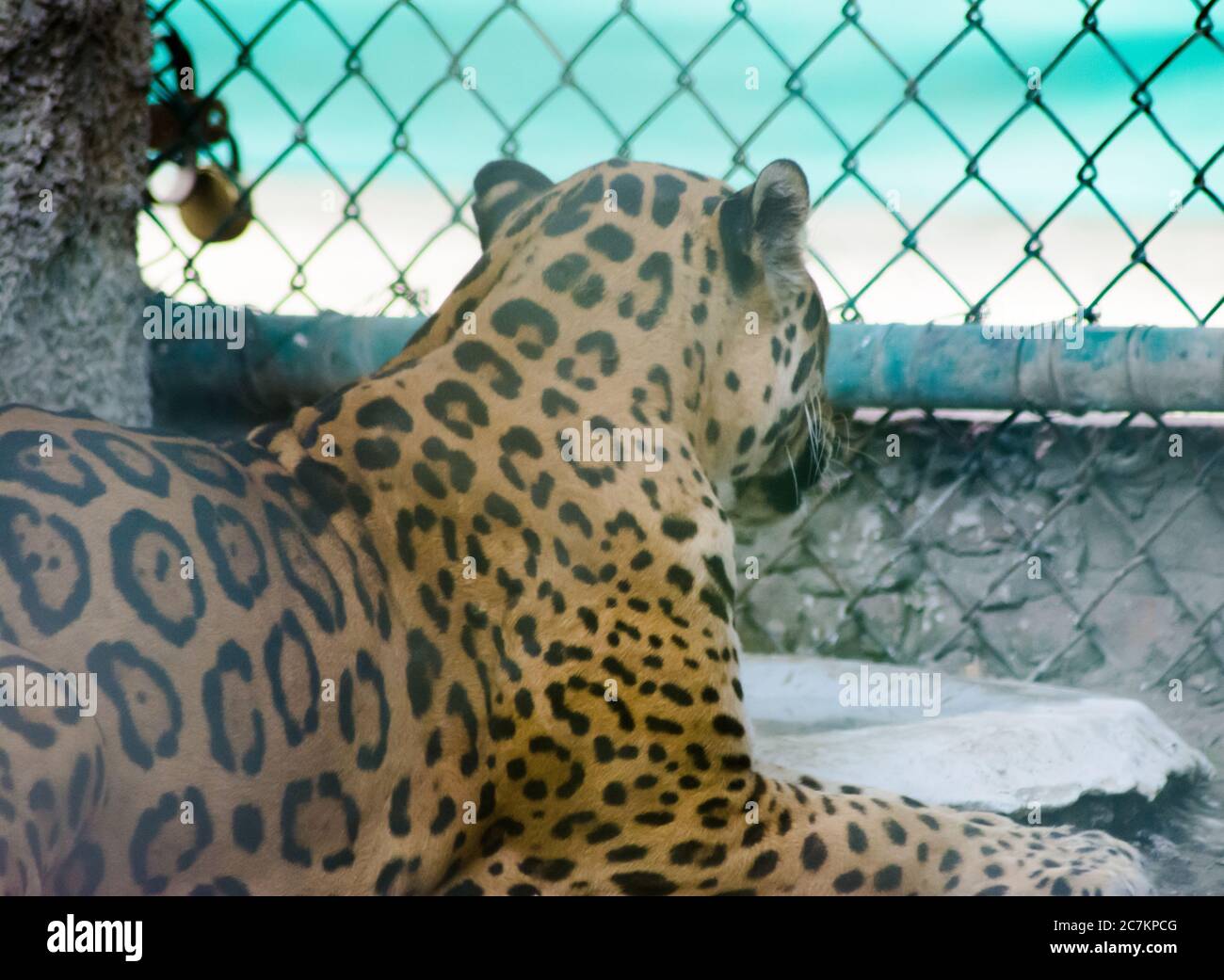 Der Leopard ist eine der fünf erhaltenen Arten der Gattung Panthera, ein Mitglied der Felidae. Stockfoto