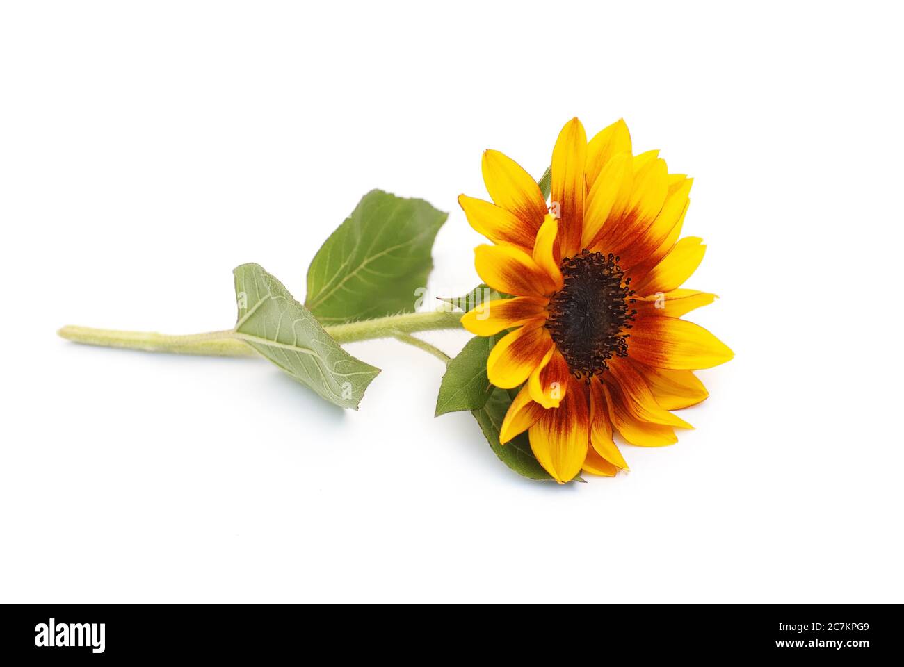 Isolierte Sonnenblume liegt auf weißem Hintergrund Stockfoto