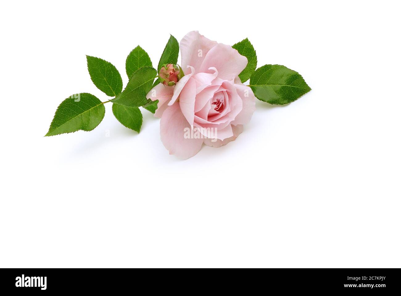 Isolierte Rosen liegen auf weißem Hintergrund Stockfoto