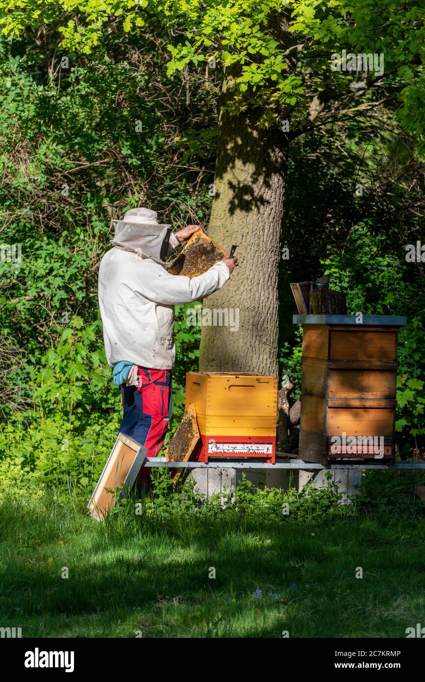 Deutschland, Sachsen-Anhalt, Magdeburg, Imker inspizieren Waben. Stockfoto