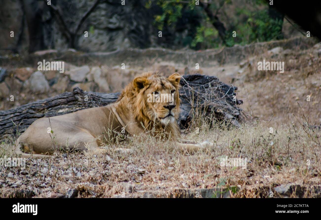 Der Löwe ist eine Art aus der Familie der Felidae; es ist eine muskulöse, tiefkrautbepackte Katze. Stockfoto