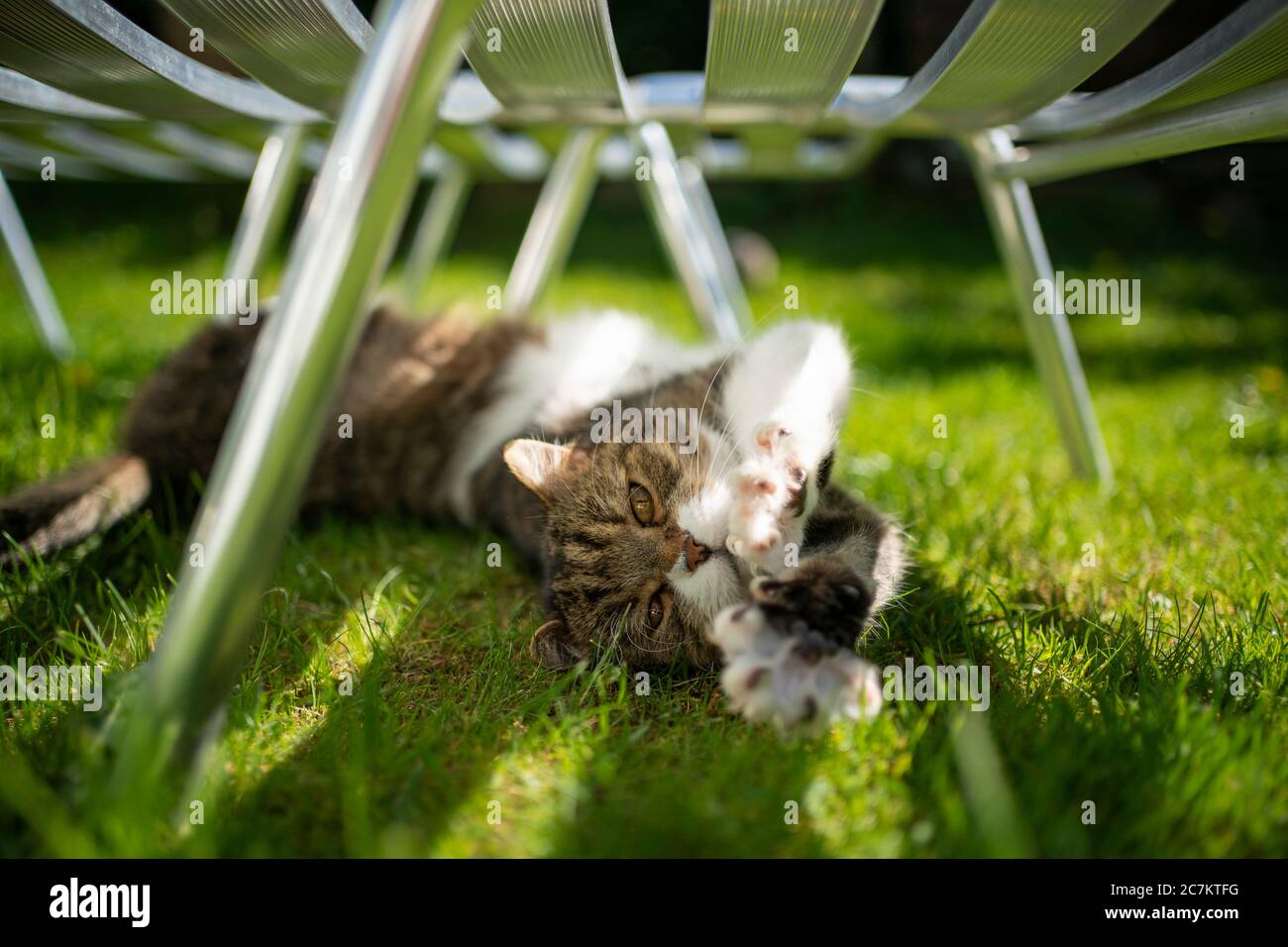 Süße tabby weiße britische Kurzhaarkatze auf Gras unter der Sonnenbank liegend und die Pfoten ausstreckend Stockfoto