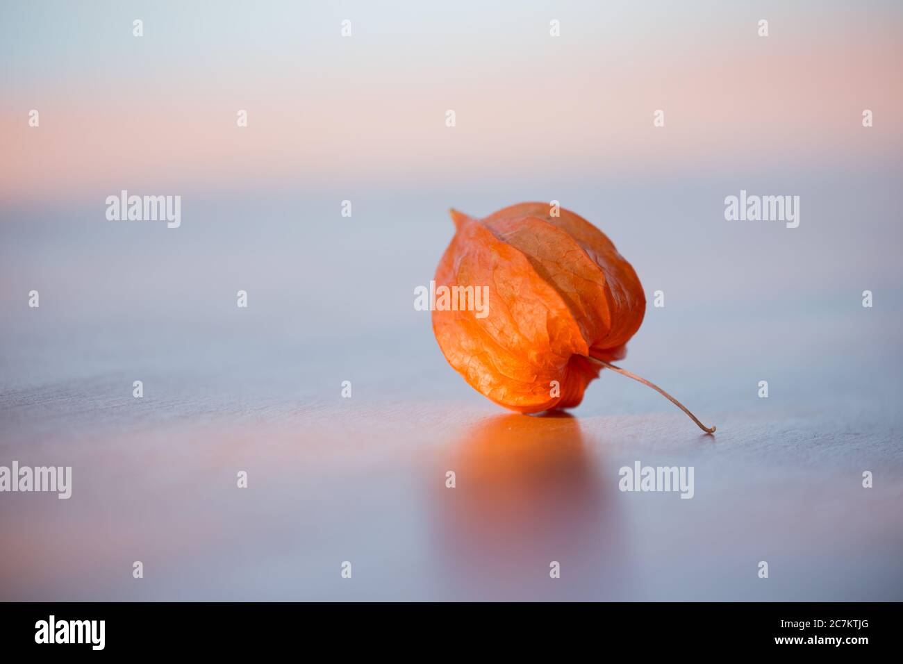 Physalis alkekengi, Chinesische Laterne, Nahaufnahme einer getrockneten Laterne-ähnlichen roten Orangenschale Stockfoto