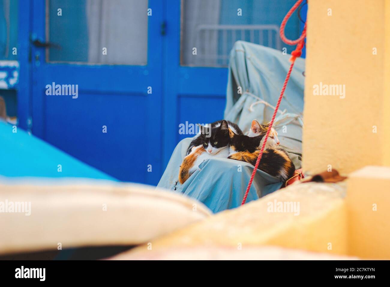 Weitwinkelaufnahme von zwei Katzen, die auf einem Objekt sitzen Bedeckt mit Stoff hinter blauen Türen Stockfoto