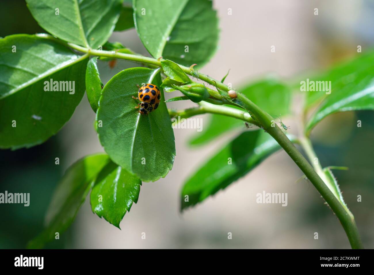 Schöne Aufnahme eines Käfers auf dem Blatt eines Blume an einem sonnigen Tag Stockfoto