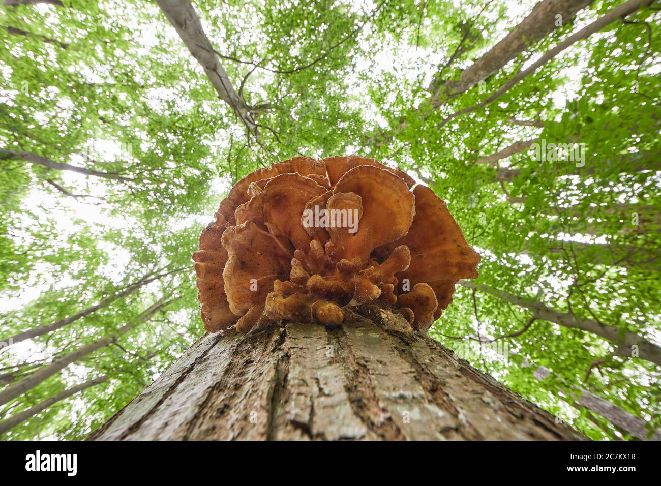 Baumpilz, niedriger Winkel geschossen Stockfoto
