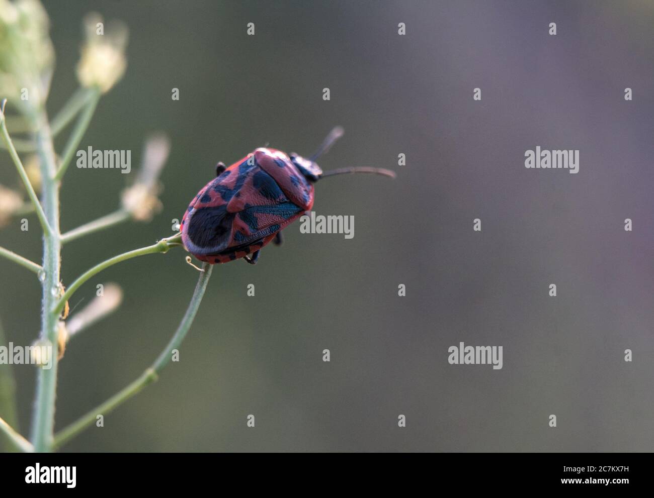 Eine Makroaufnahme eines roten Käfers im Juni Stockfoto