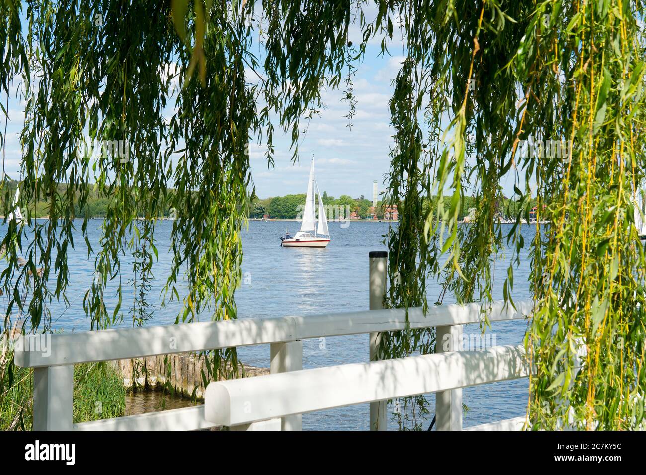 Berlin, Wannsee, Ufer, Trauerweide, Blick auf den See mit einem Segelboot Stockfoto