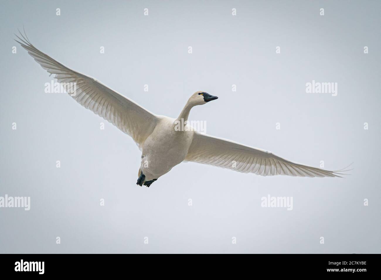 Atemberaubende Aufnahme eines Tundra Swans, der fliegt und einwandert Ein wolkig Himmel Stockfoto