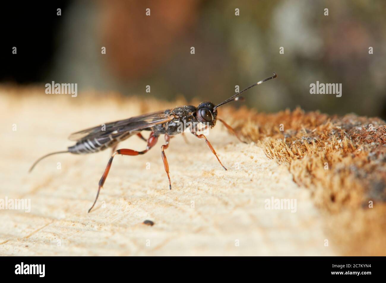 Parasitäre Wespe, Xorides praecatorius Stockfoto