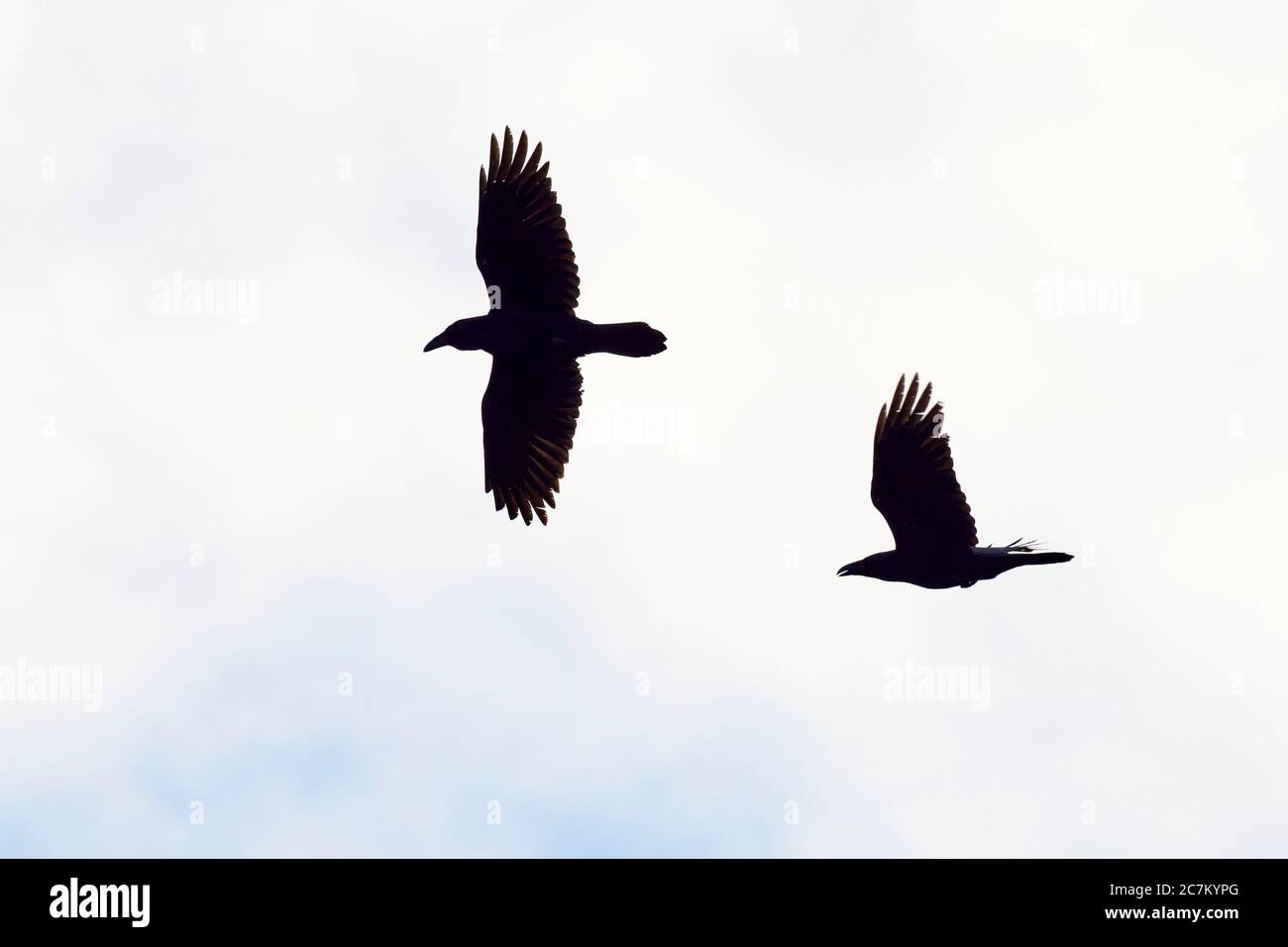 Rabe, Corvus corax, Paar, Balzflug Stockfoto