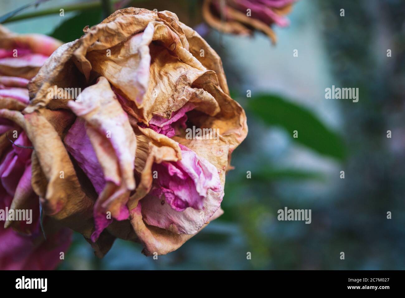 Nahaufnahme einer welkenden rosa Rose Stockfoto