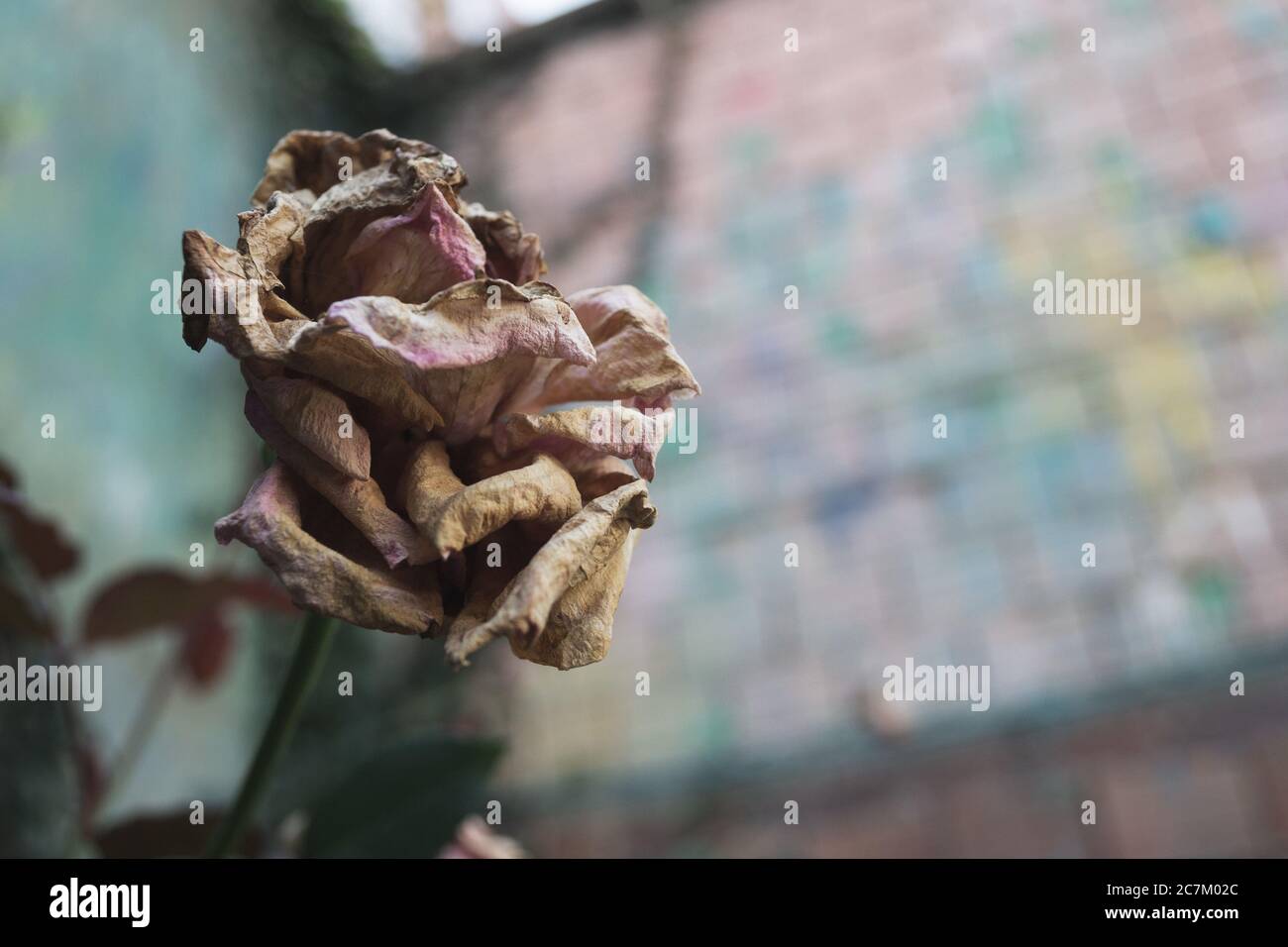 Nahaufnahme einer verwelkenden rosa Rose mit einer verschwommenen Hintergrund Stockfoto