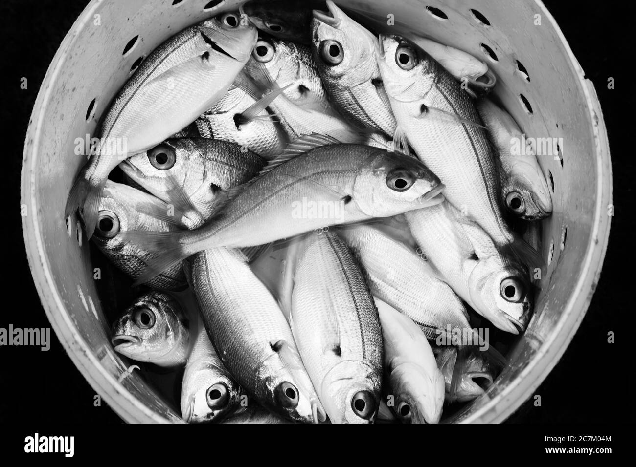 Frisch vor kurzem gefangenen Atlantischen Meeresfisch in einem Eimer als Angelköder schwarz und weiß monochromes Bild verwendet werden Stockfoto