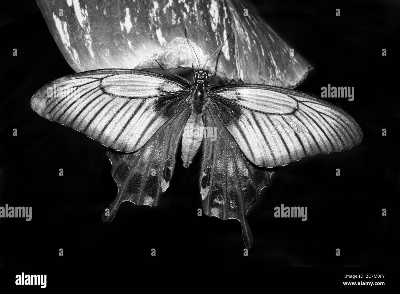 Tropischer Schwalbenschwanz Schmetterling ruht auf einem Blatt schwarz-weiß monochromen Bild Stock Foto Stockfoto