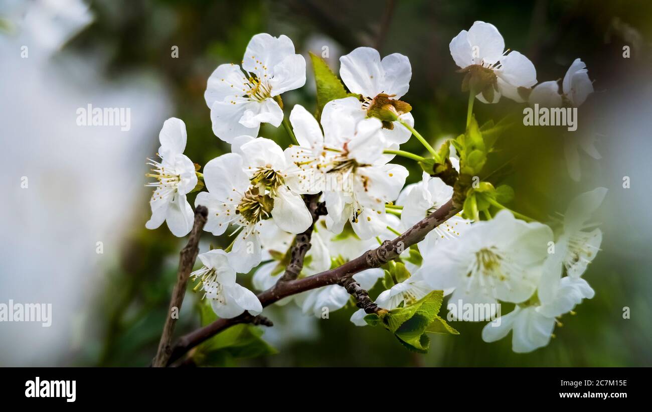 Die Kirschblüte im Frühling bei Vinassan Stockfoto