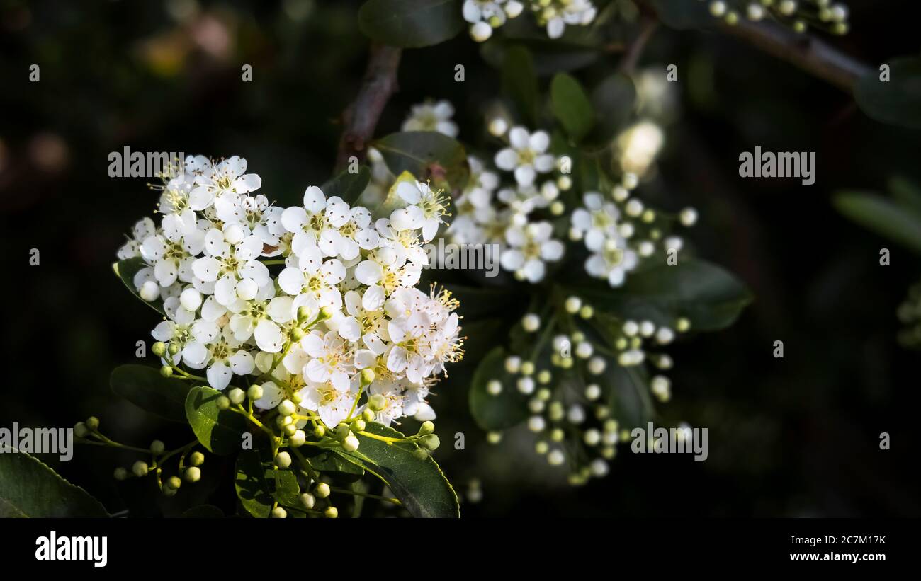 Blühender Weißdorn im Frühling bei Vinassan Stockfoto