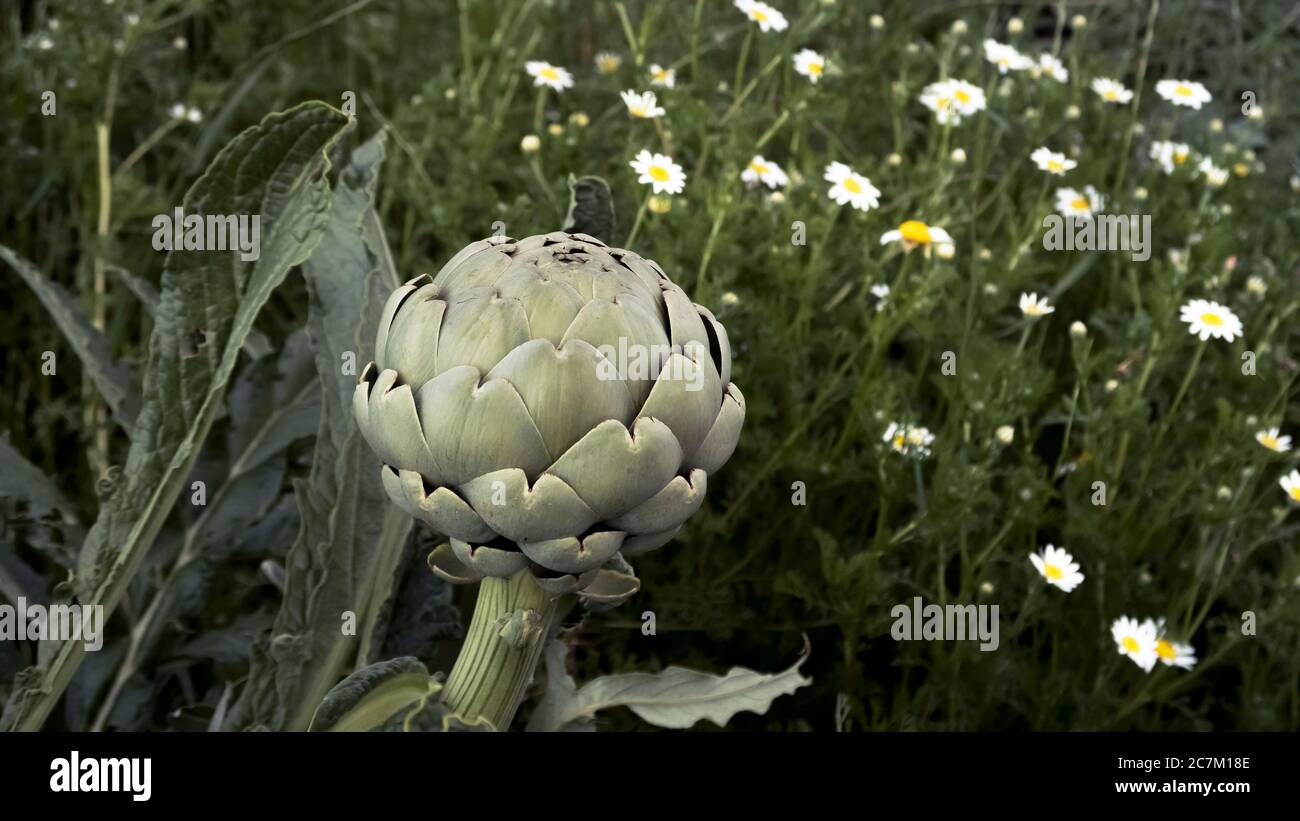 Blütenstand der Artischocke in Coursan. Heilpflanze des Jahres 2003. Stockfoto