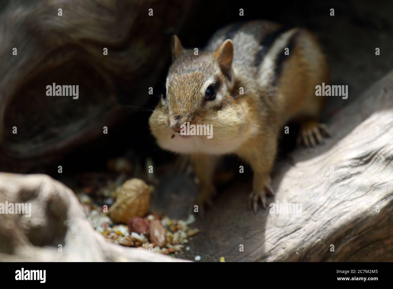 Schöne Aufnahme eines niedlichen Chipmunk essen Nüsse in der Royal Botanical Gardens im Sommer Stockfoto