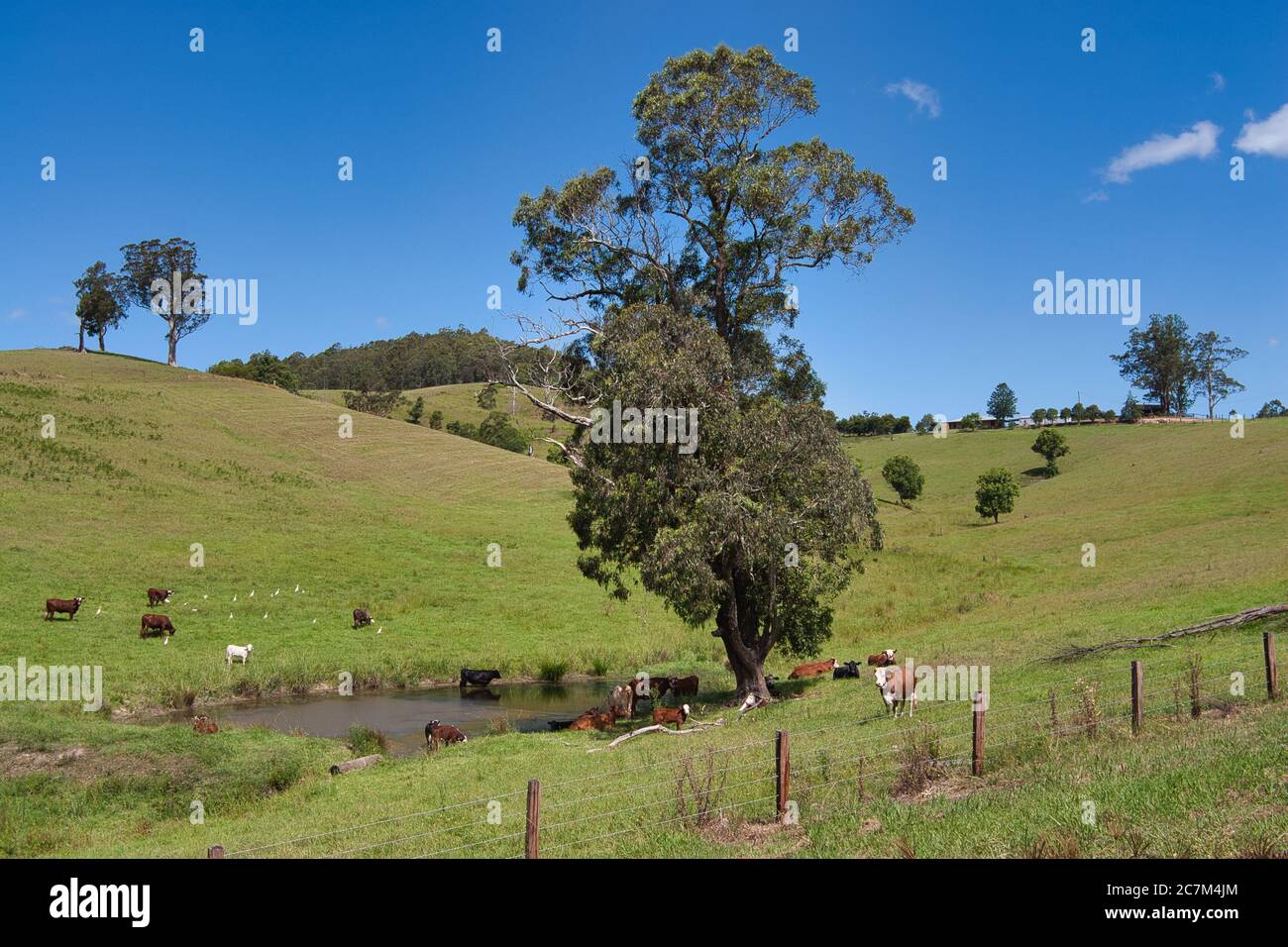 Typisches Farmland auf dem Land mit Kühen um ein Wasserloch, nahe Macksville, im mittleren Osten von New South Wales, Australien. Stockfoto