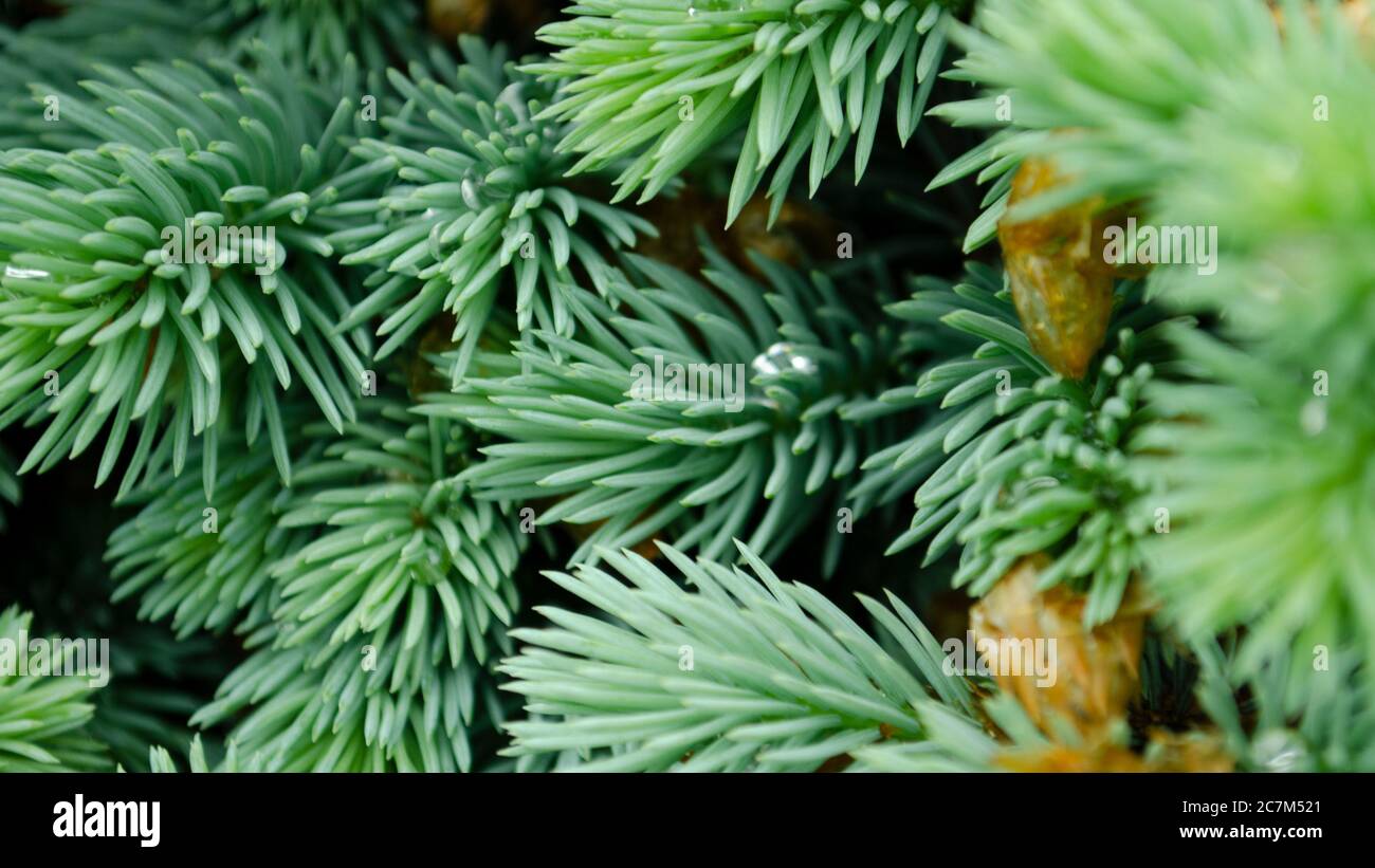 Selektiver Fokus Naturbild. Nahaufnahme von grünem Nadelbaum. Kleine Tannenzapfen und Regentropfen auf den Ästen. Verschwommene Kiefernnadeln in Rückengr Stockfoto