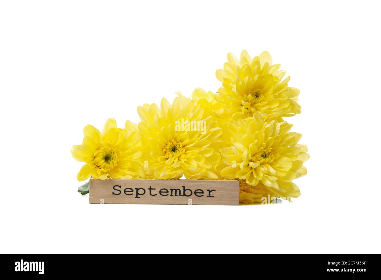 Gelbe Chrysanthemen und Holz mit Text September isoliert auf weißem Hintergrund Stockfoto