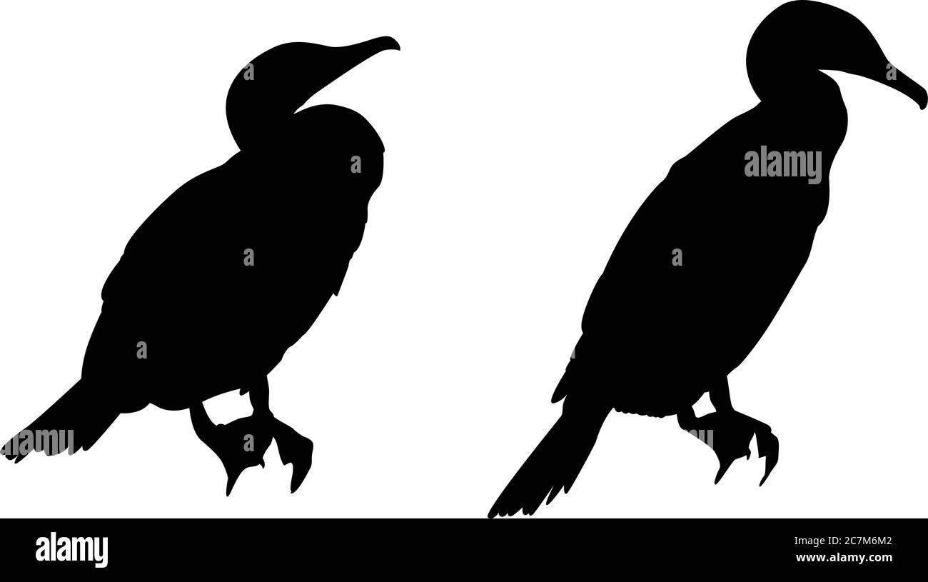 Zwei Silhouetten eines Kormorans, der sich ausruhte Stock Vektor