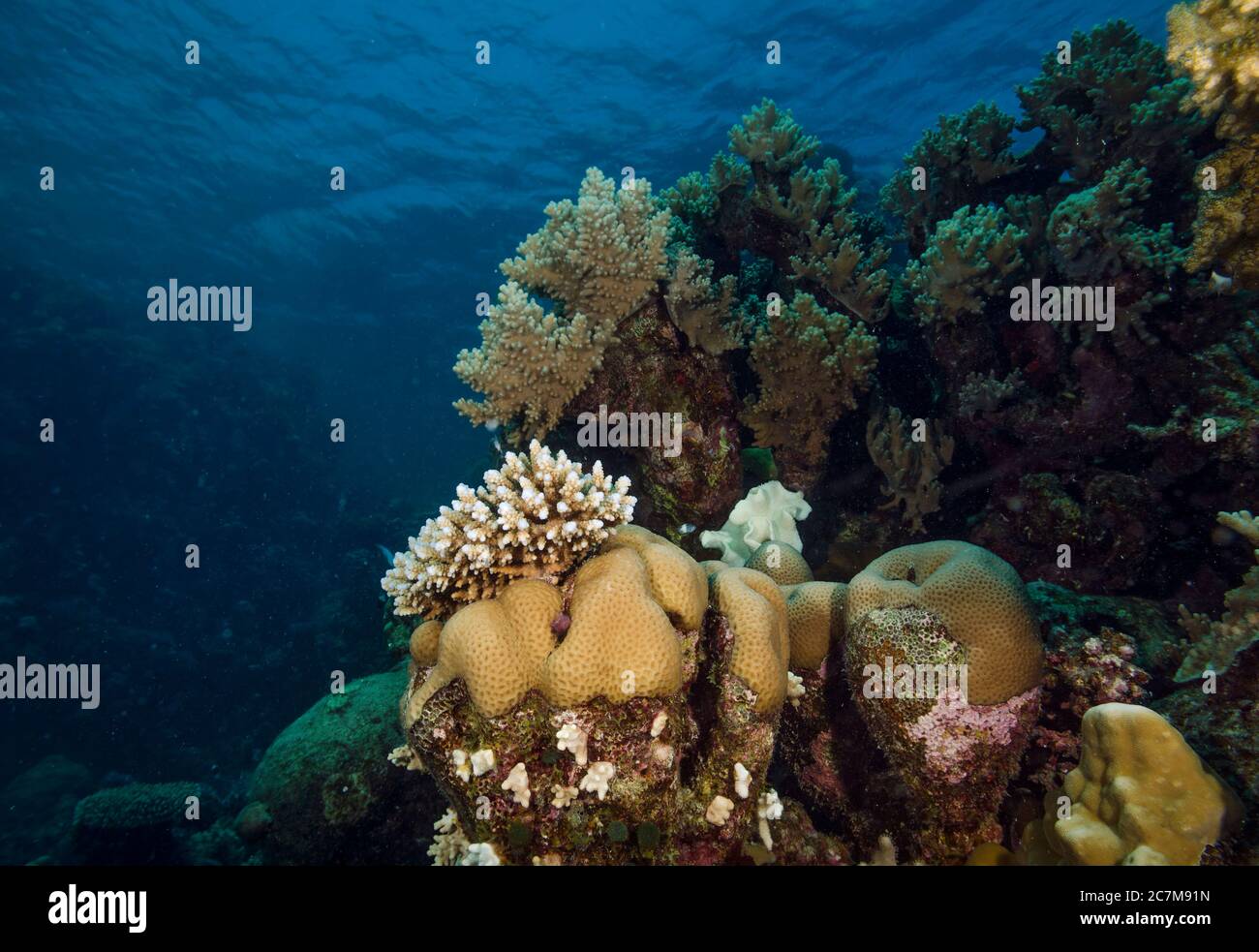 Unterwasserbild von Korallenriff, Hamata, rotem Meer, Ägypten Stockfoto