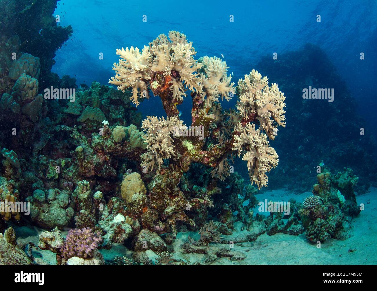 Unterwasserbild von Korallenriff, Hamata, rotem Meer, Ägypten Stockfoto