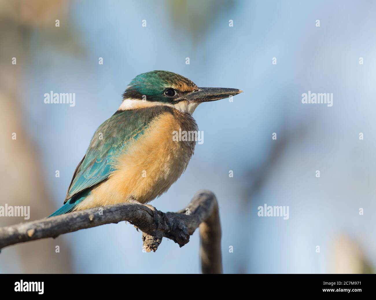 Schöner Heiliger Eisvogel Barsch auf Ast Stockfoto