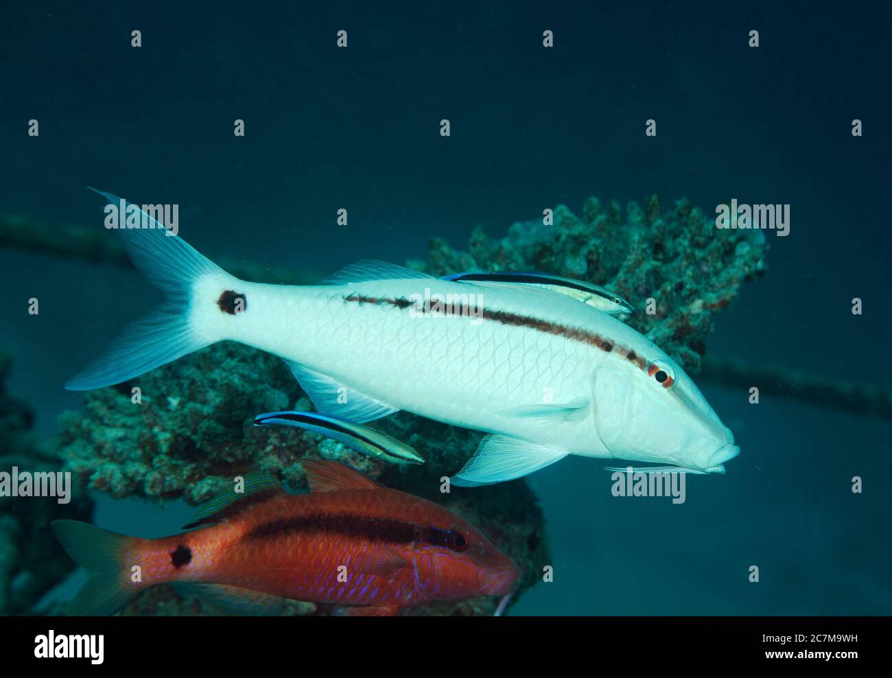 Strich-Punkt Goatfish, Parupeneus Barberinus, mit einem cleaner Wrasse, Labraoides Dimidiatus, auf den Malediven Stockfoto