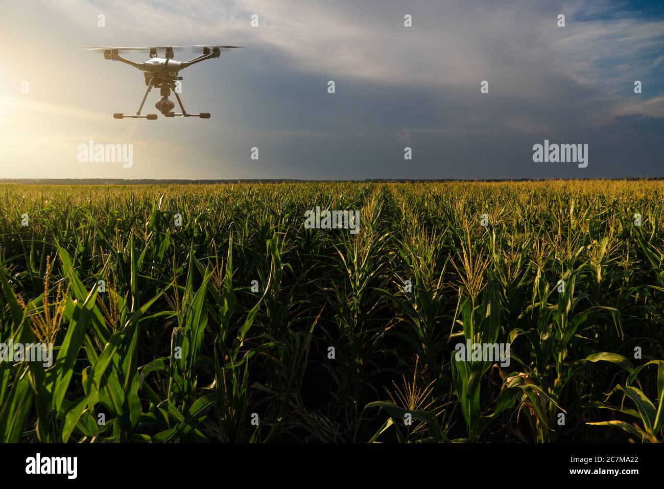 Landwirtschaftliche Drohne fliegt über das Maisfeld. Intelligente Landwirtschaft und Präzisionslandwirtschaft Stockfoto